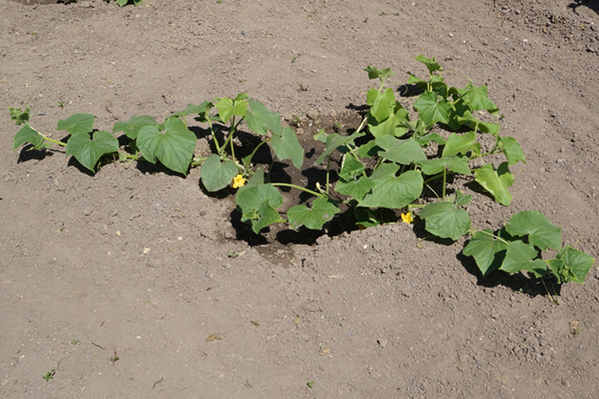 Image of Cucumis sativus specimen.