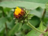 Inula helenium. Нераскрывшееся соцветие. Приморье, окр. г. Находка, на пустыре. 11.08.2016.