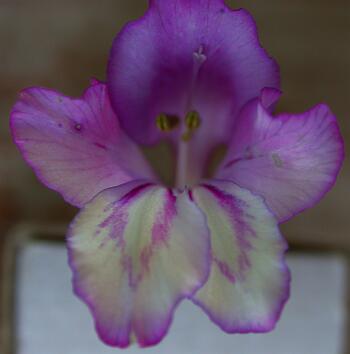 Image of Gladiolus kotschyanus specimen.