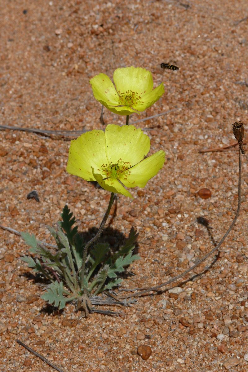 Image of genus Papaver specimen.