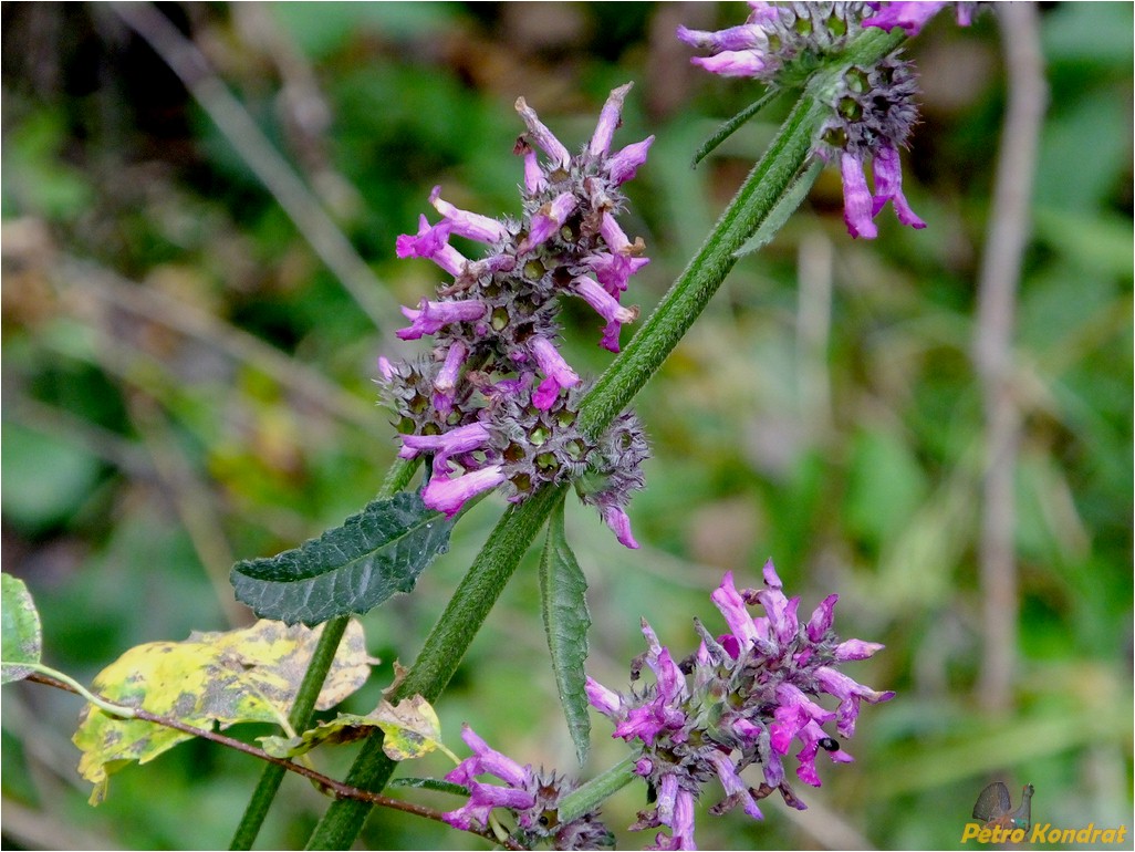 Изображение особи Betonica officinalis.