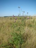 Centaurea scabiosa. Цветущее растение. Республика Мордовия, Большеберезниковский р-н, окр. с. Вейсэ, открытый склон с выходами мергелисто-меловых пород. 5 августа 2016 г.