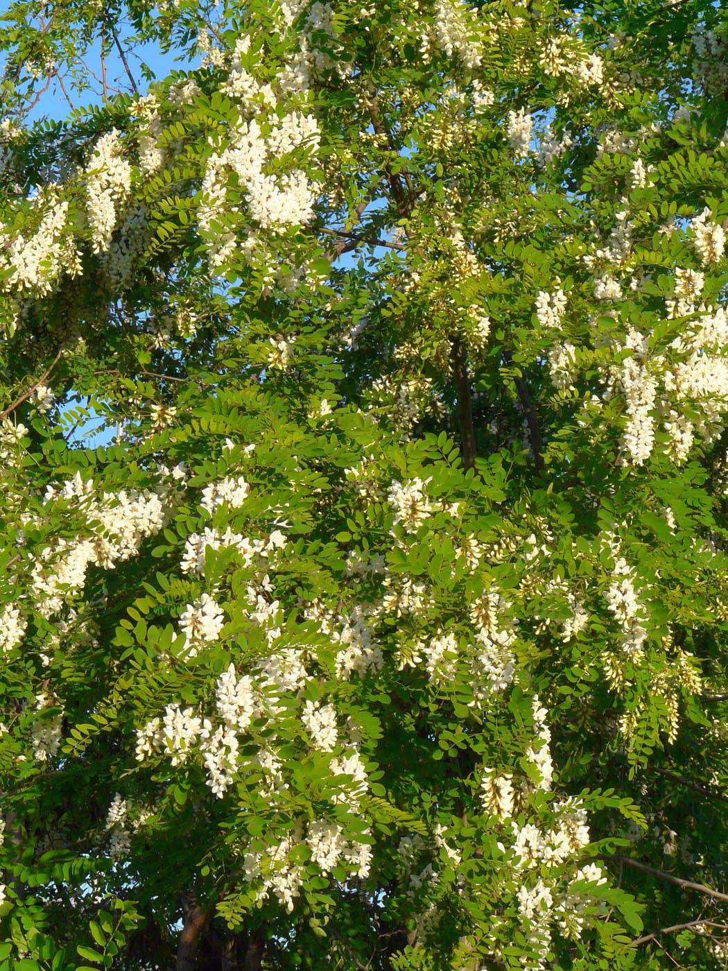 Image of Robinia pseudoacacia specimen.