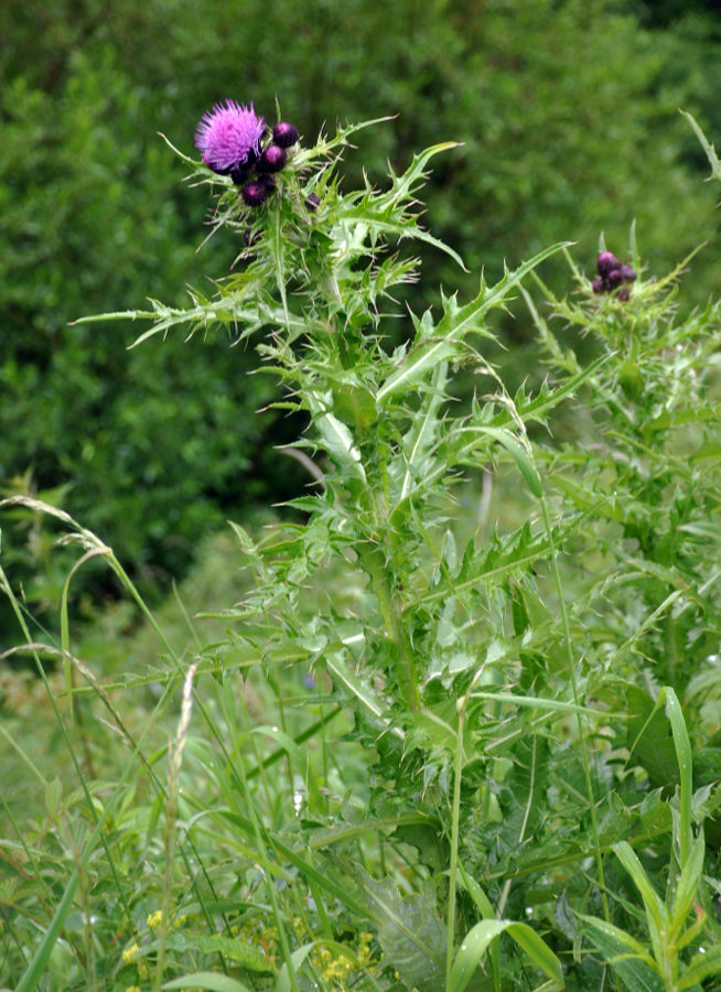 Изображение особи Cirsium elbrusense.