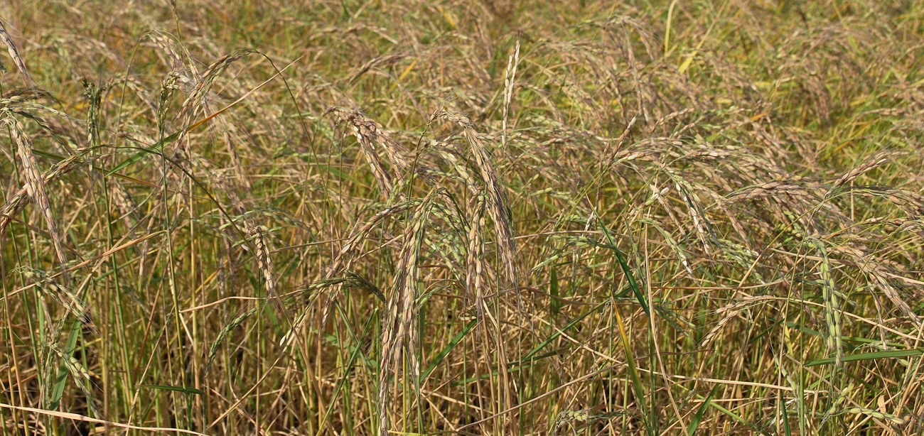 Image of Oryza sativa specimen.