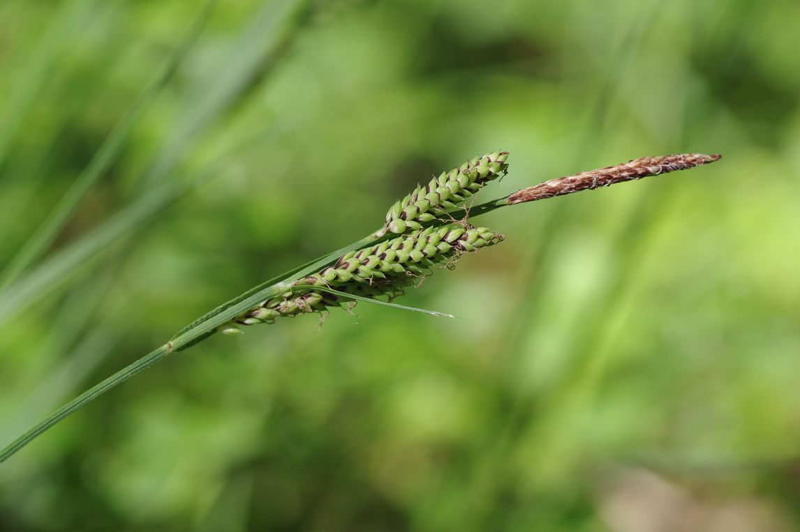 Image of Carex nigra specimen.