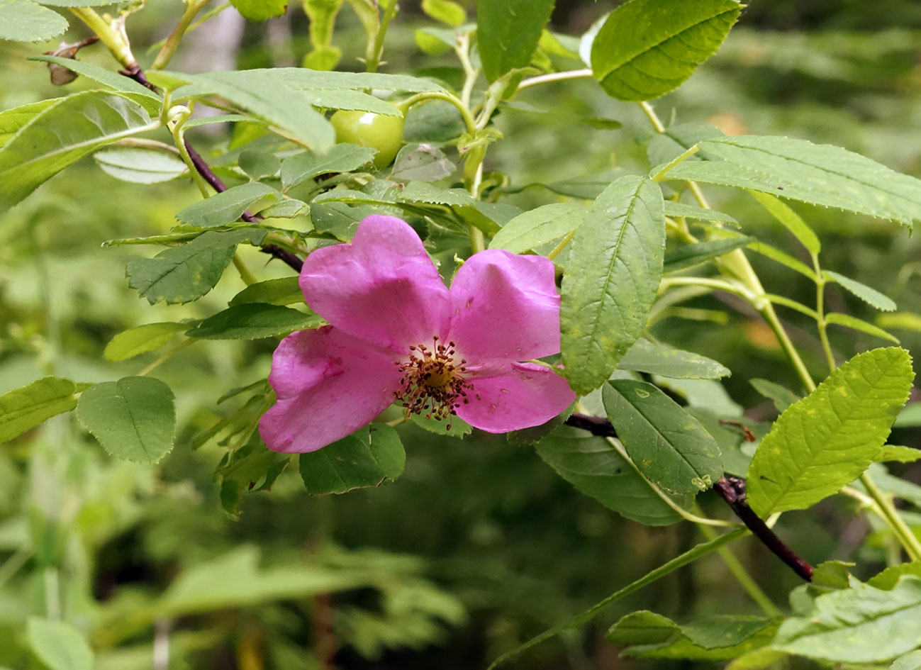 Image of Rosa davurica specimen.