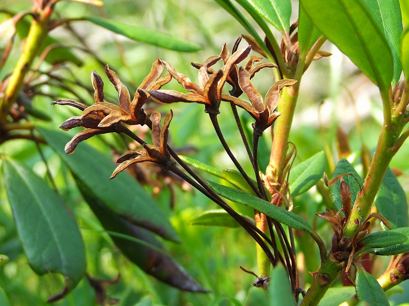 Image of Rhododendron aureum specimen.