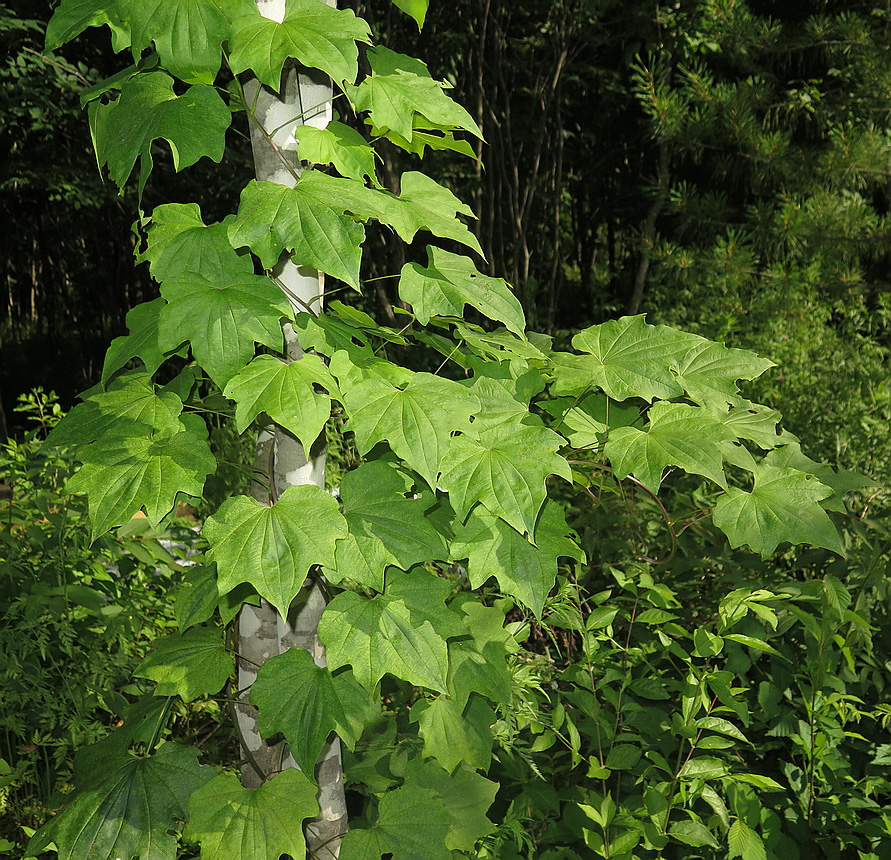 Image of Dioscorea nipponica specimen.