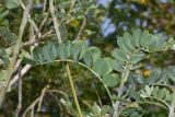 Sophora tomentosa. Листья на верхушке побега. Израиль, Шарон, пос. Кфар Монаш, ботанический сад \"Хават Ганой\". 14.11.2016.