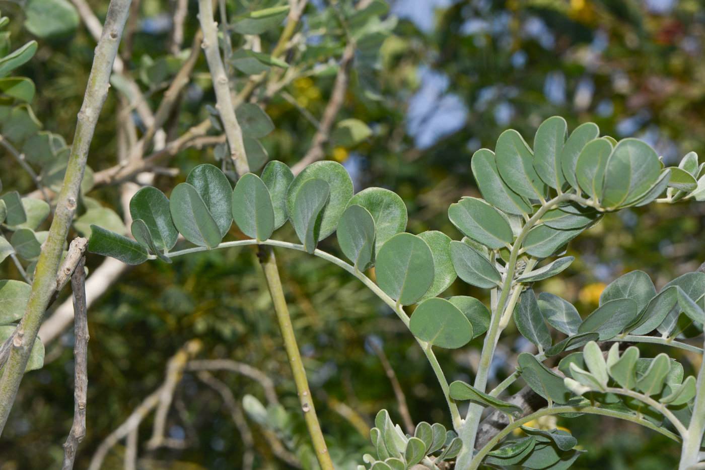 Image of Sophora tomentosa specimen.