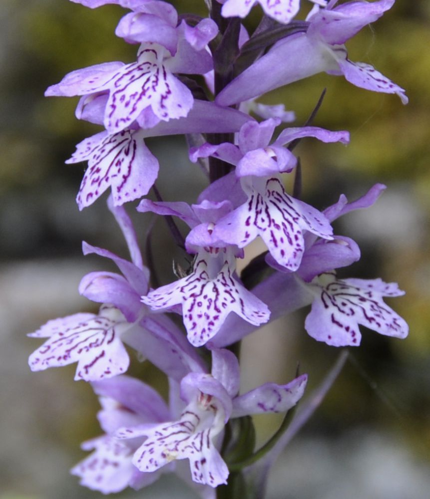 Image of Dactylorhiza saccifera specimen.