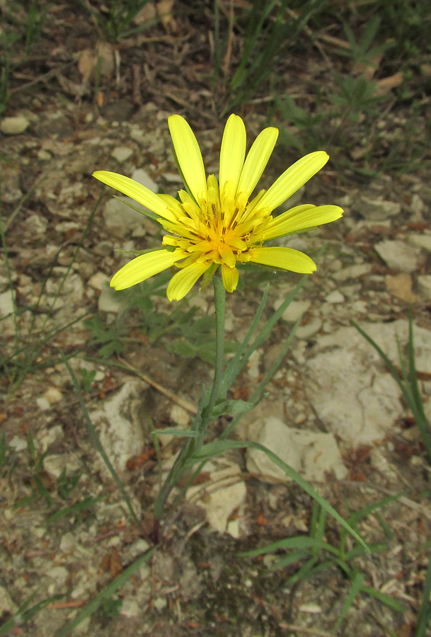 Изображение особи род Tragopogon.