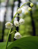 Convallaria majalis. Соцветие. Подмосковье, окр. г. Одинцово, смешанный лес. Май 2017 г.