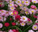 Bellis perennis. Соцветия. Московская обл., Раменский р-н, окр. дер. Хрипань, садовый участок. 16.06.2017.