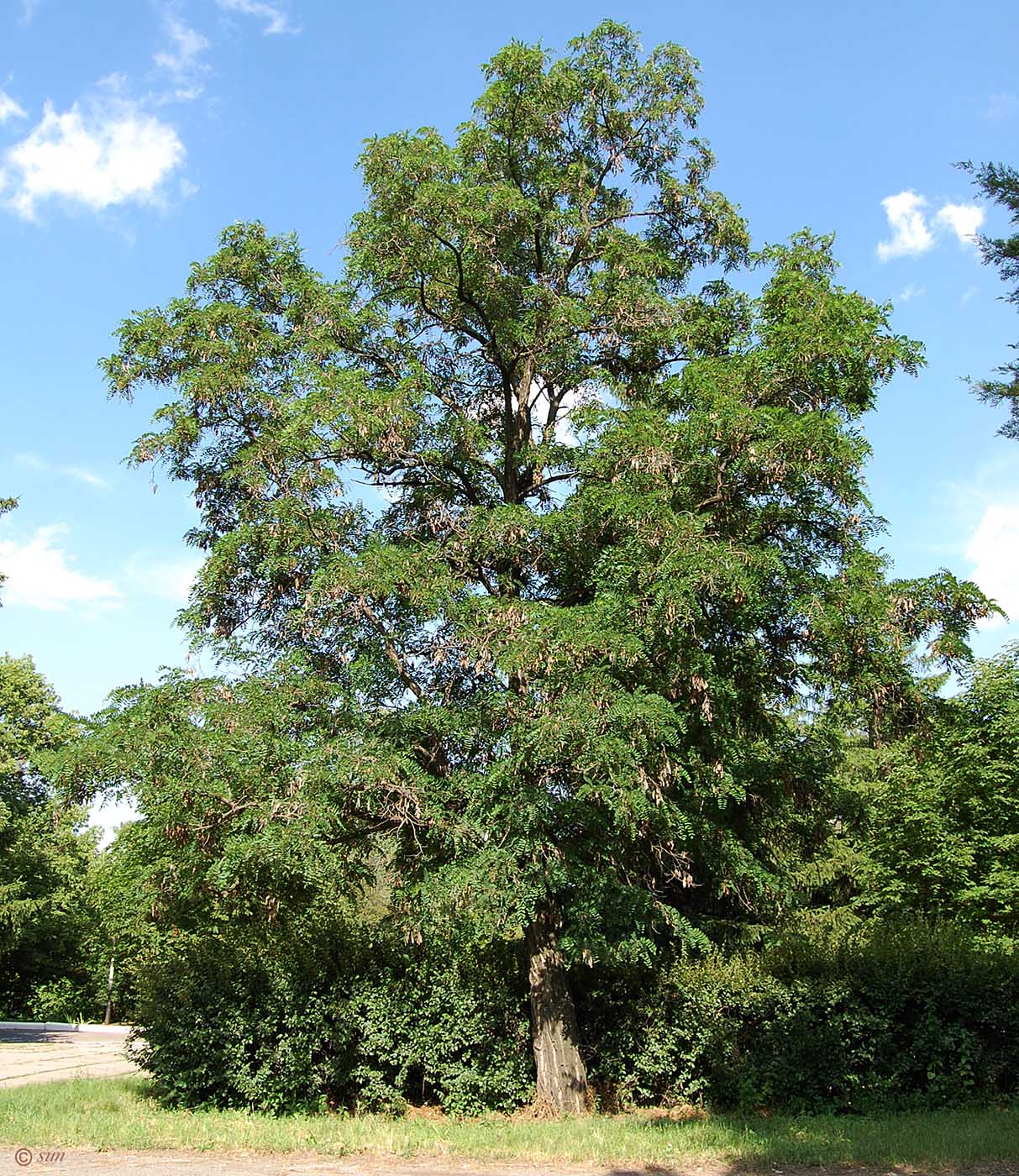 Image of Robinia pseudoacacia specimen.