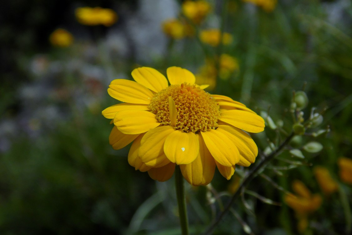 Изображение особи Anthemis marschalliana ssp. pectinata.