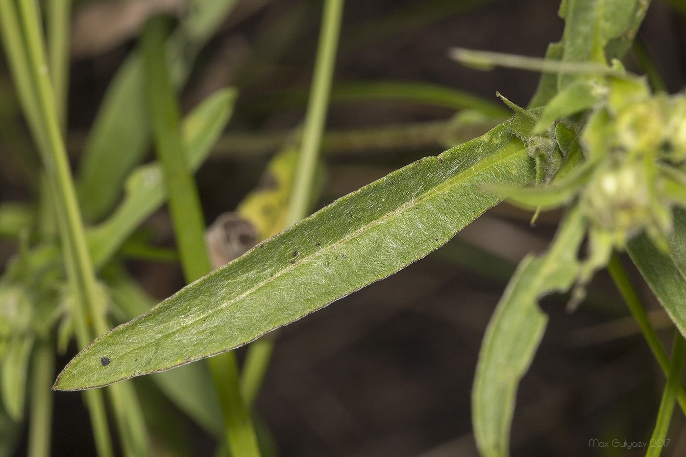 Изображение особи Inula britannica.