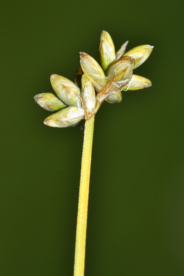 Image of Carex tenuiflora specimen.