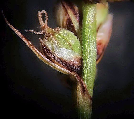 Image of Carex vanheurckii specimen.