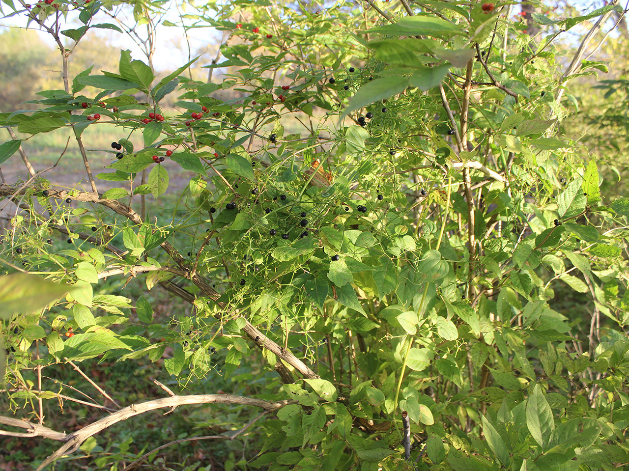 Image of Rubia cordifolia specimen.