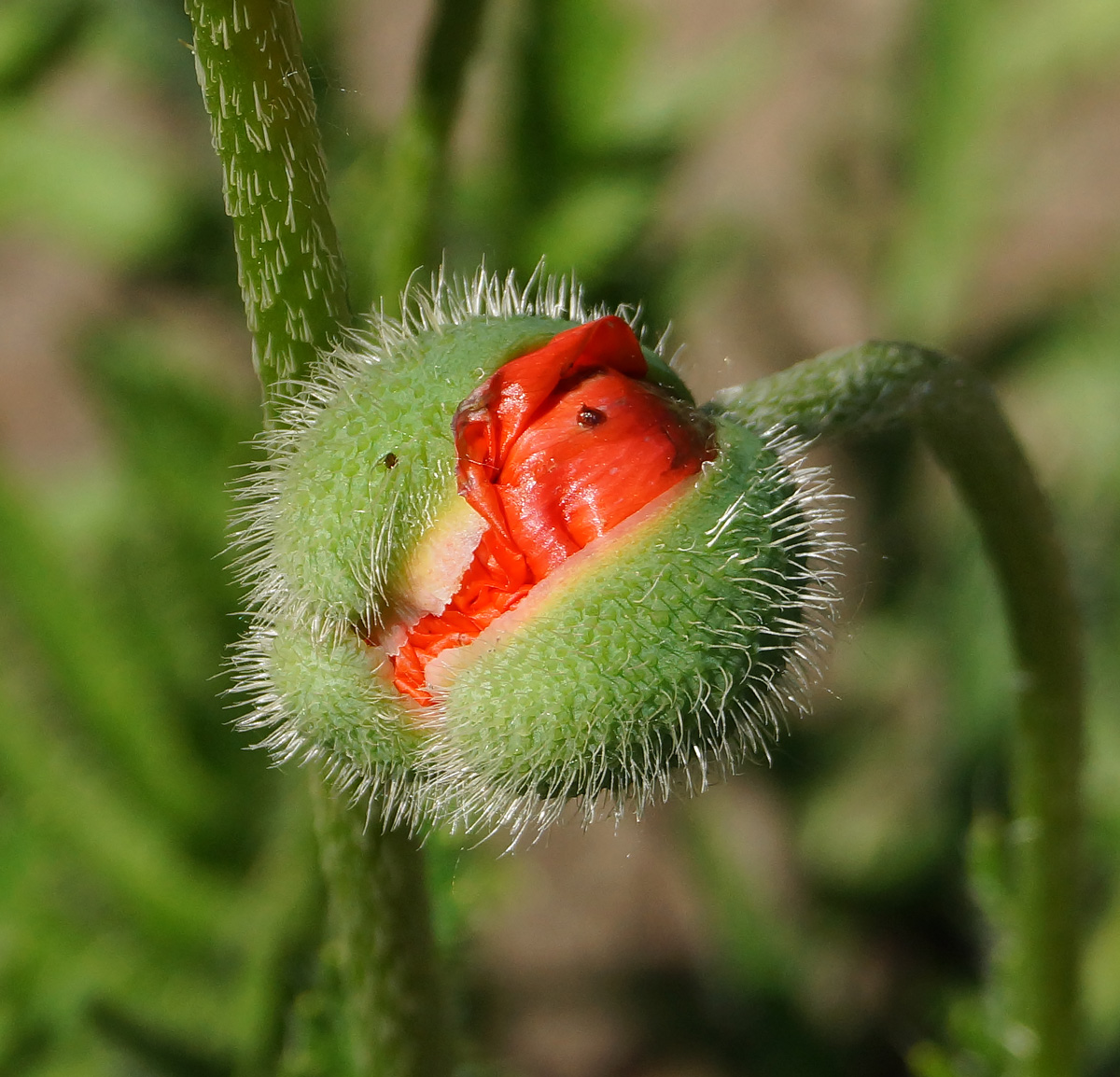 Image of Papaver orientale specimen.