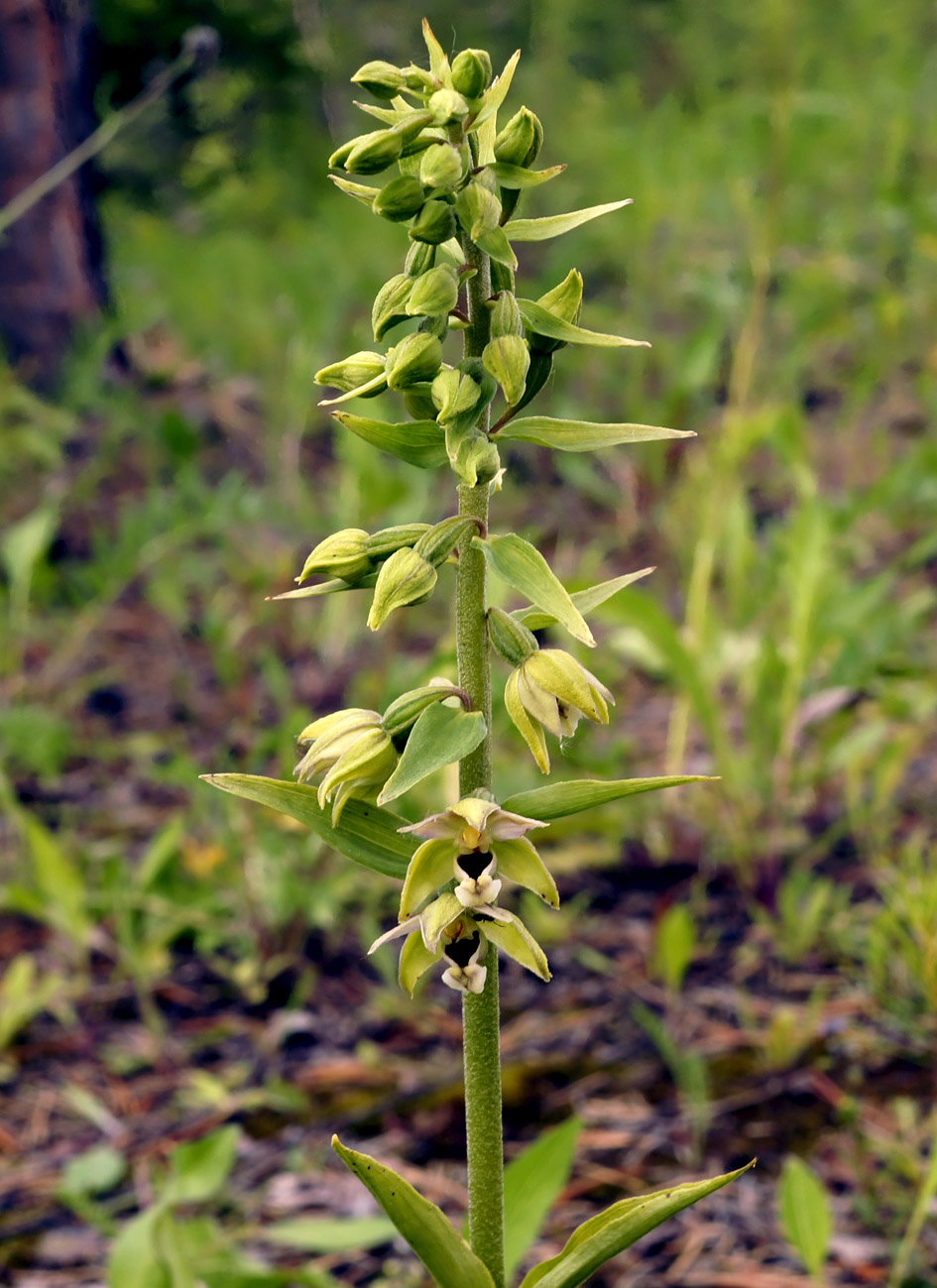 Image of Epipactis helleborine specimen.