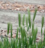 Hordeum leporinum. Верхушки цветущих растений. Краснодарский край, Кущёвский р-н, станица Шкуринская, обочина. 11.05.2010.