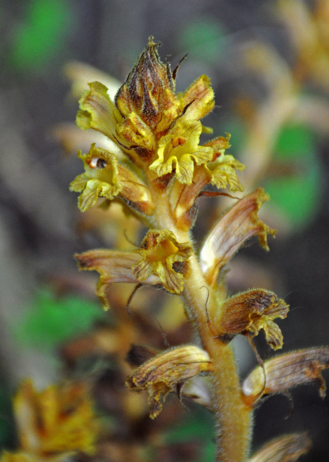 Изображение особи Orobanche laxissima.