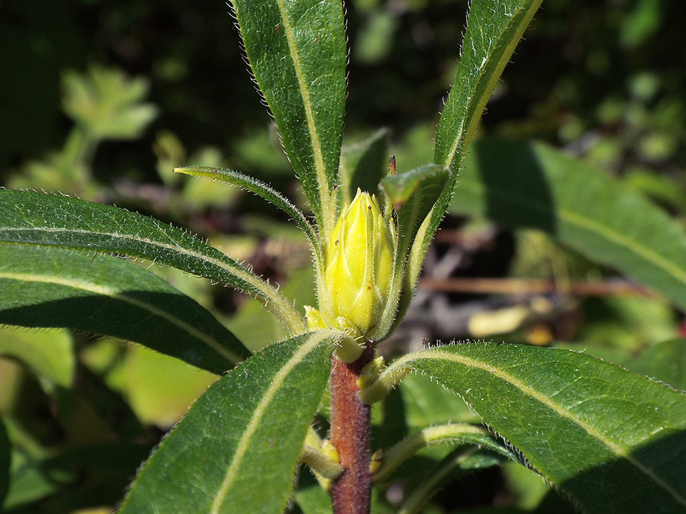 Image of Rhododendron luteum specimen.