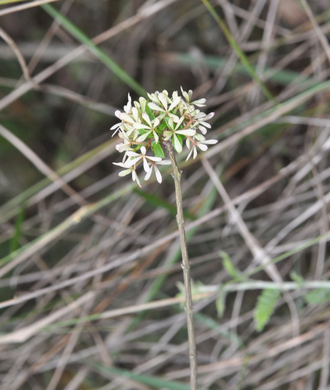 Image of Abelia chinensis specimen.