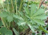 Potentilla longipes. Листья. Татарстан, г. Бавлы. 17.05.2010.