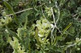 genus Astragalus. Цветущее растение. Кабардино-Балкария, Эльбрусский р-н, нижняя часть склона горы Чегет. 09.06.2009.