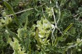 Astragalus