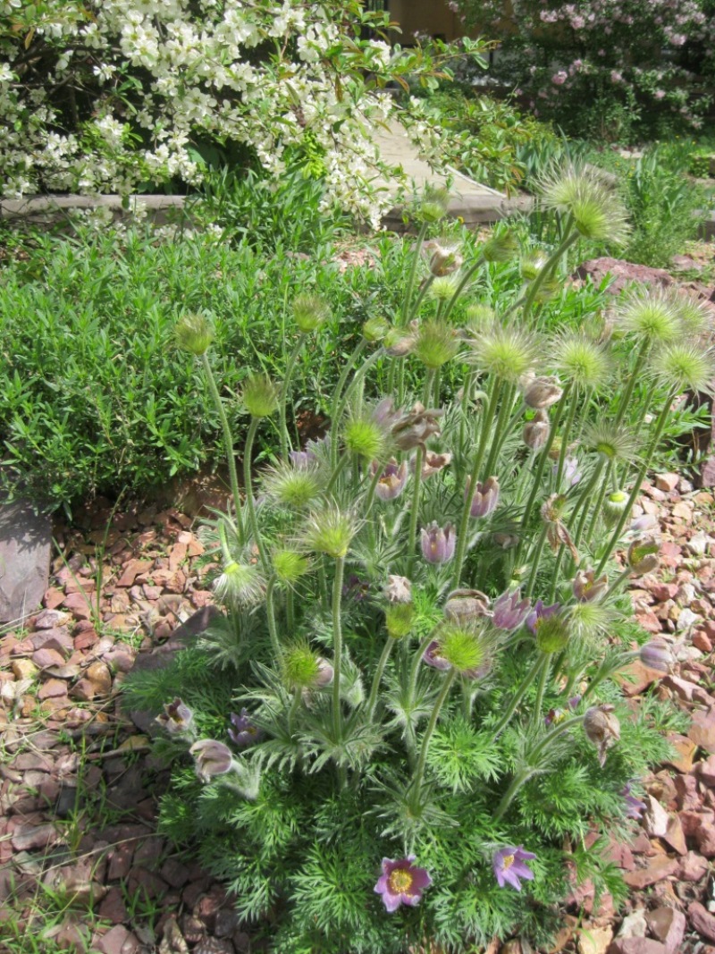 Image of genus Pulsatilla specimen.