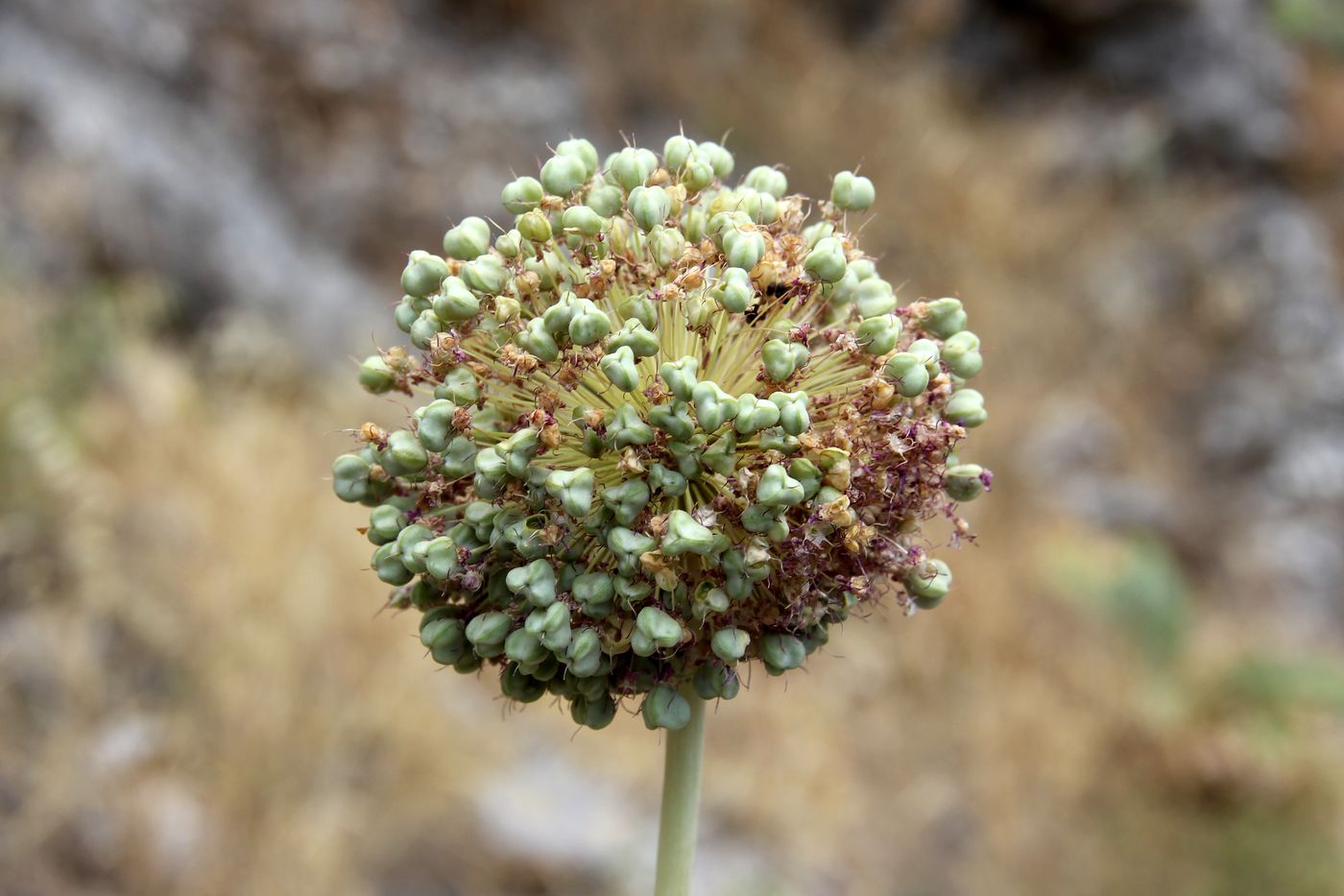 Image of Allium majus specimen.