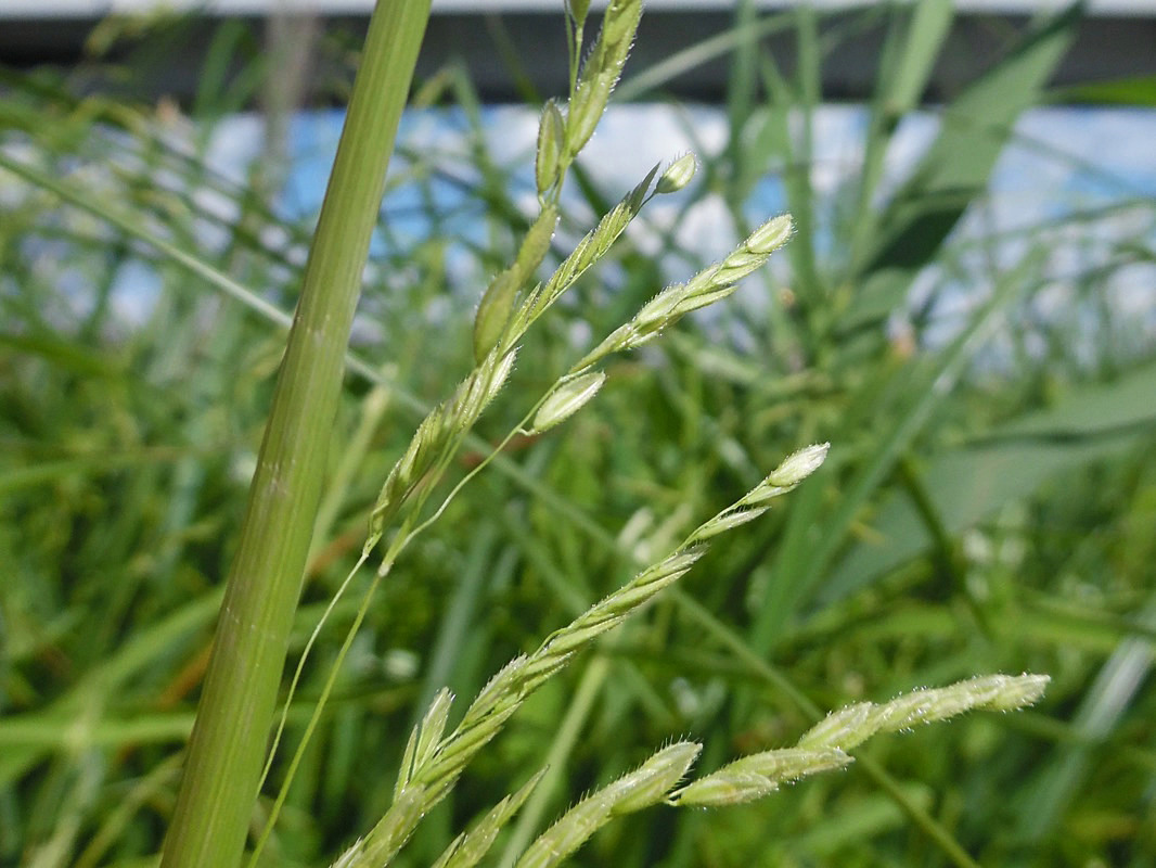 Image of Leersia oryzoides specimen.