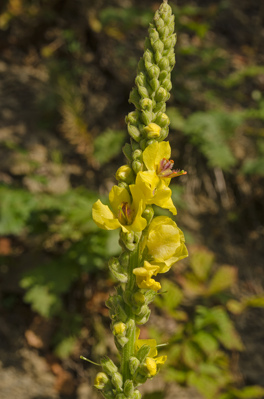 Image of Verbascum nigrum specimen.