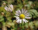 Erigeron strigosus. Соцветия. Московская обл., Щёлковский р-н, пос. Монино, цветник у ж.-д. станции, сорное. 09.09.2018.