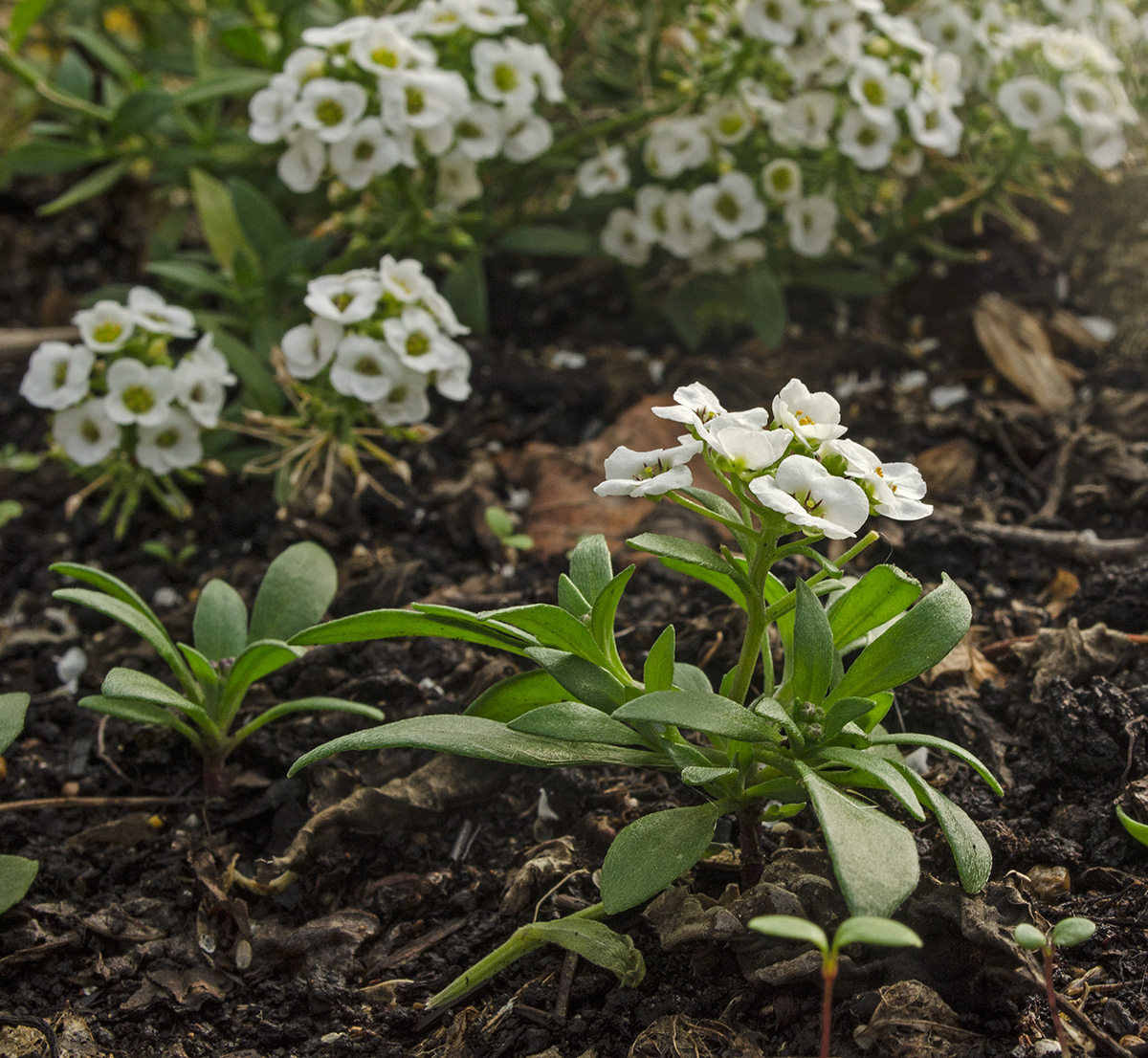 Image of Lobularia maritima specimen.