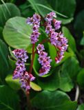 Bergenia crassifolia. Соцветие. Алтай, Катунский хребет, берег оз. Поперечное, ≈ 1800 м н.у.м., каменистый склон на опушке хвойного леса. 02.07.2018.