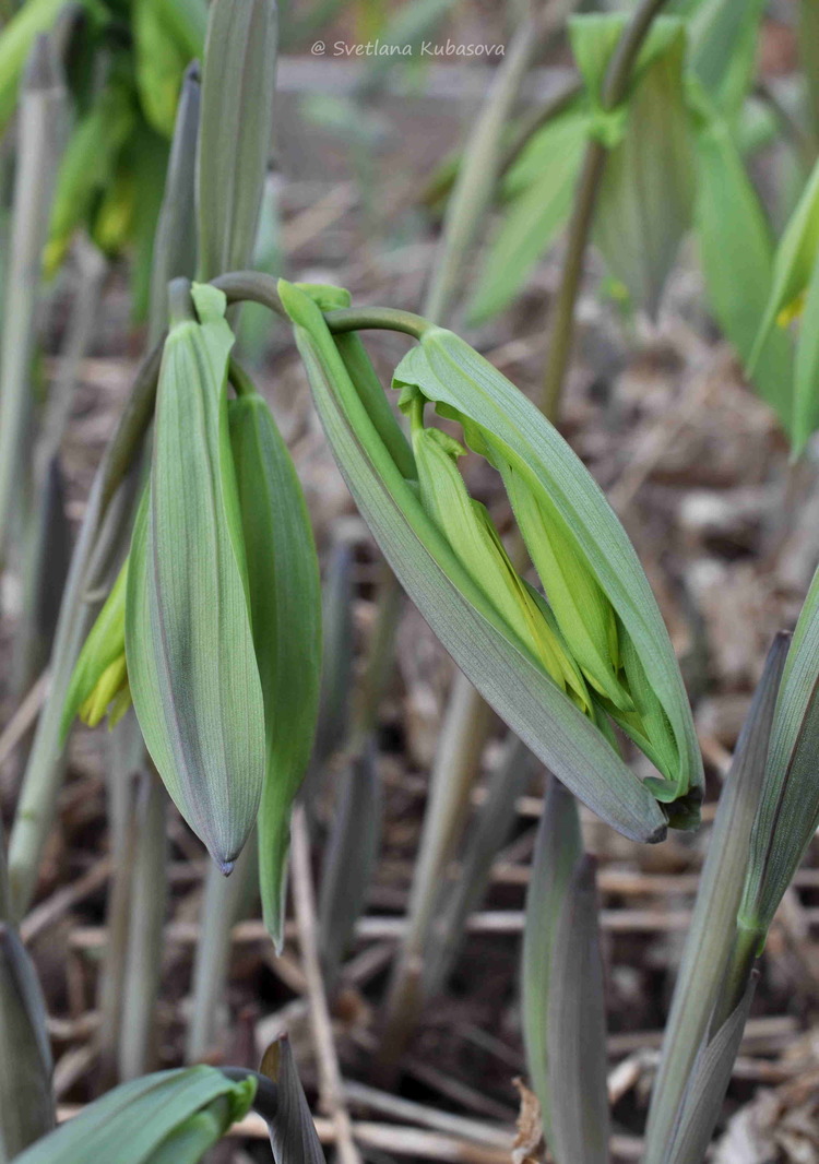 Изображение особи Uvularia grandiflora.