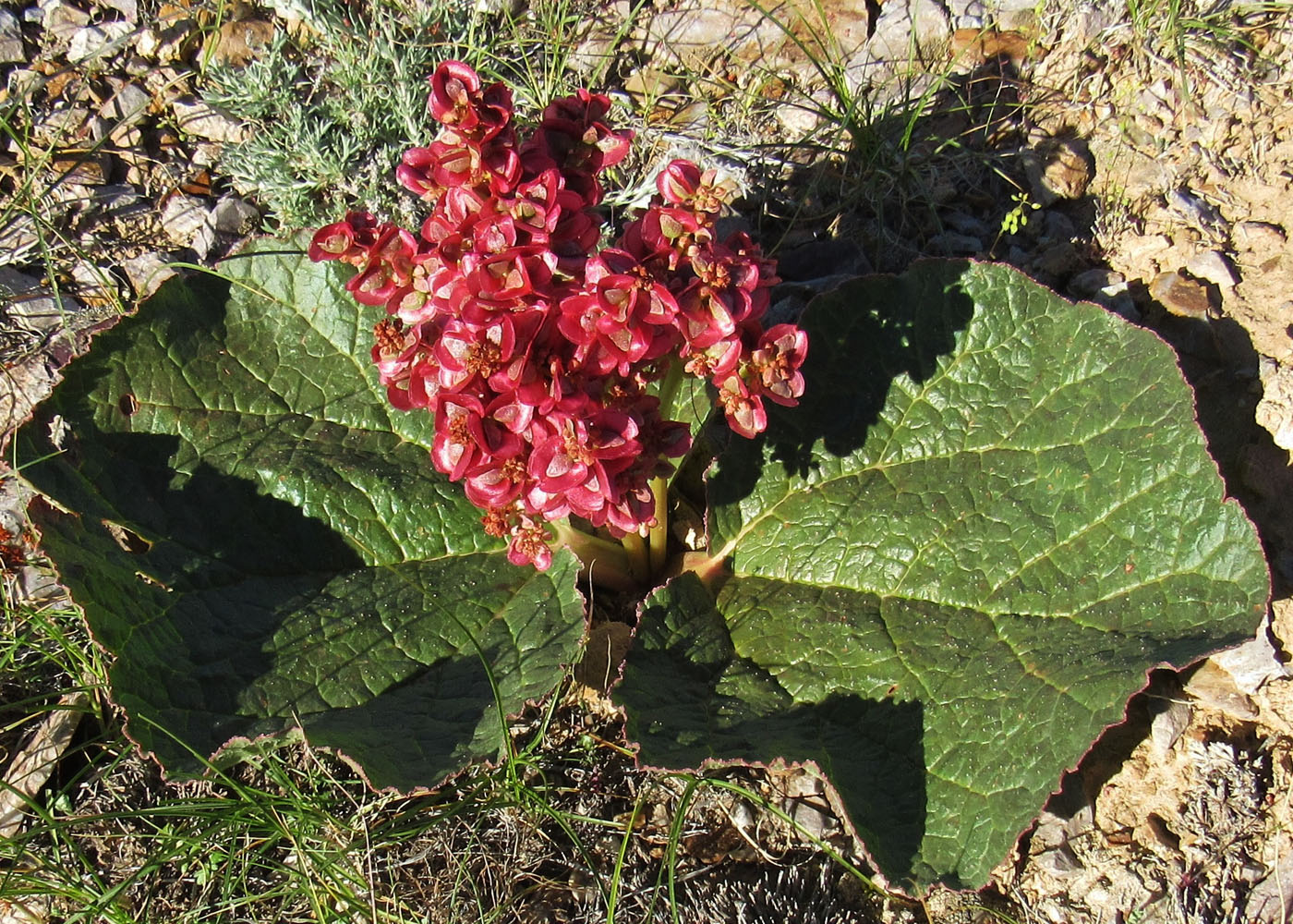 Image of Rheum nanum specimen.