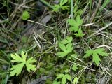 Смотреть изображение Ranunculus glabriusculus