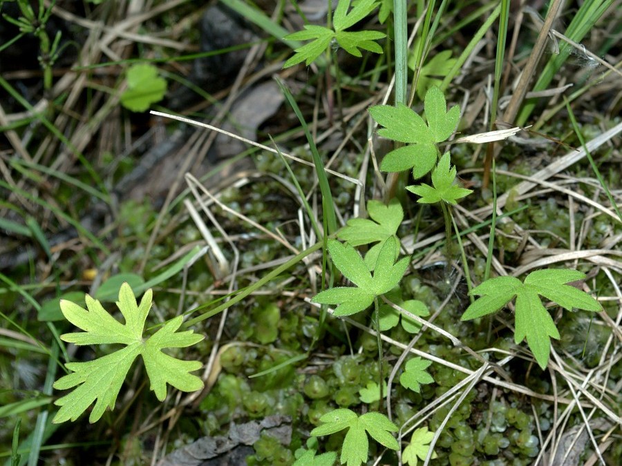 Изображение особи Ranunculus glabriusculus.