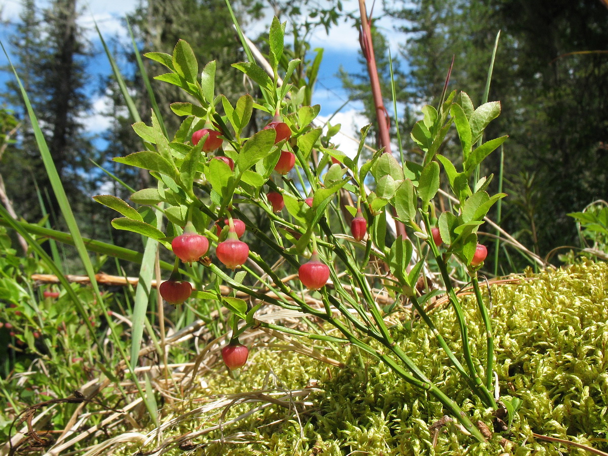 Image of Vaccinium myrtillus specimen.