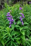 Campanula latifolia. Цветущие растения среди побегов Chamaenerion angustifolium. Башкирия, Белорецкий р-н, гора Большой Иремель, ≈ 1200 м н.у.м., луг на опушке смешанного леса. 30.07.2019.