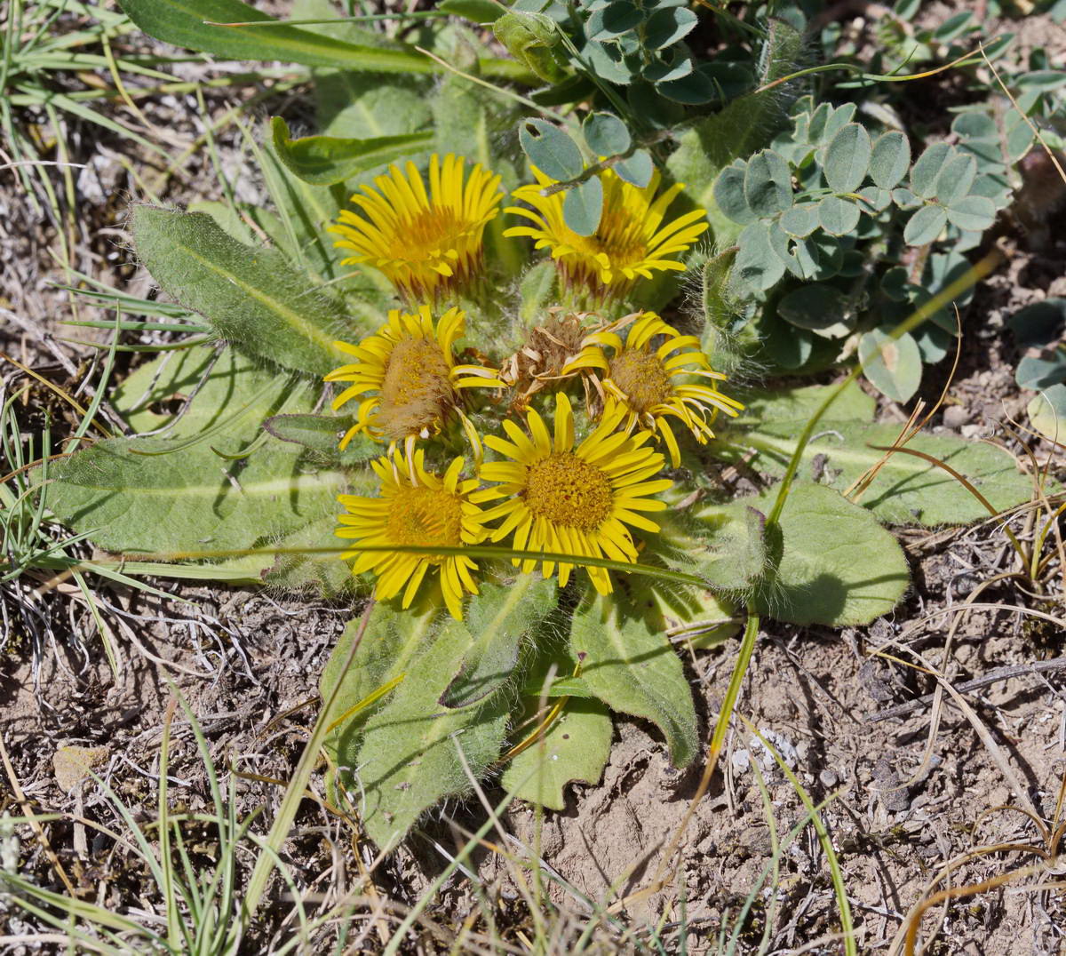 Изображение особи Inula rhizocephala.