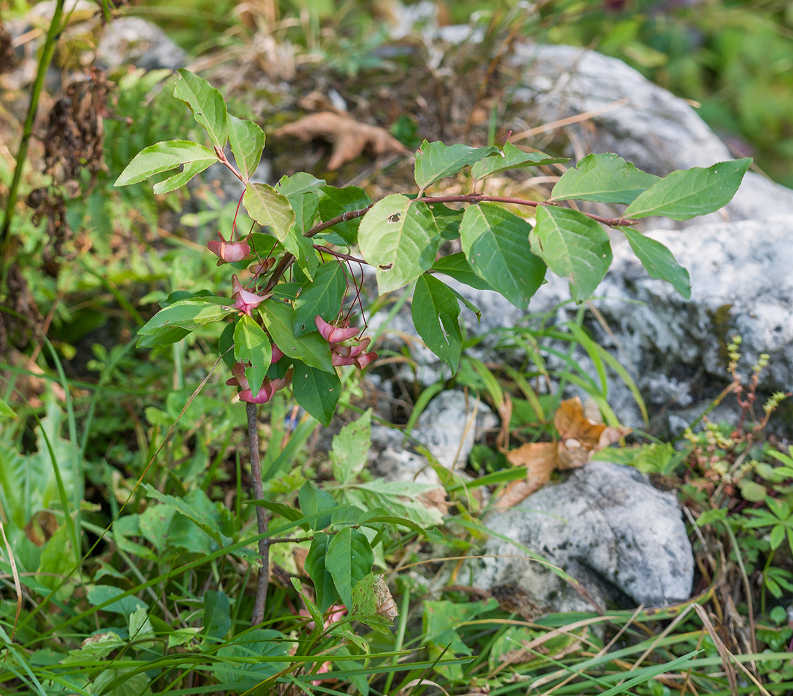 Image of Euonymus leiophloeus specimen.