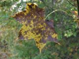 Acer cappadocicum